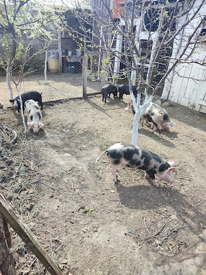 Porci de vanzare - imagine 2