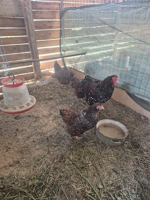 wiandote de vanzate si o fam australorp! - imagine 4
