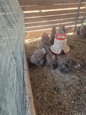 wiandote de vanzate si o fam australorp! - imagine 3