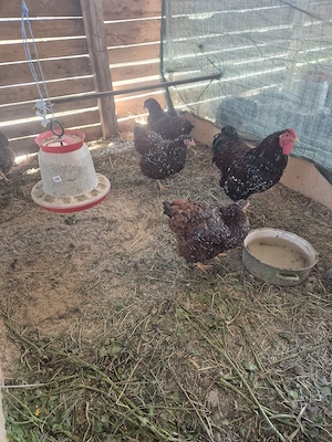 wiandote de vanzate si o fam australorp! - imagine 2