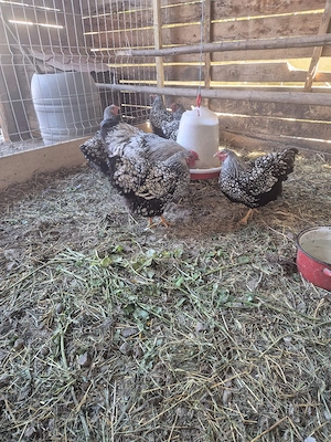 wiandote de vanzate si o fam australorp!