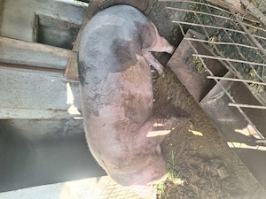 Purcea pietrin pur
