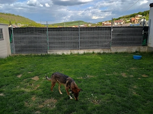 Donez catel talie mijlocie ,2 ani.