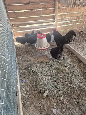 wiandote de vanzate si o fam australorp! - imagine 5