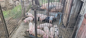 De vânzare 15 purcei(7 săptămâni )la Cornereva 