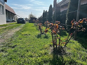 Casa Oar pentru 2 familii - imagine 4