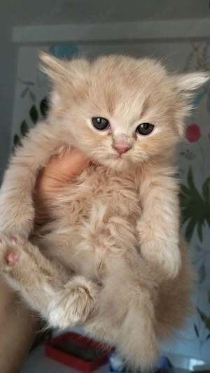 British Longhair - imagine 3