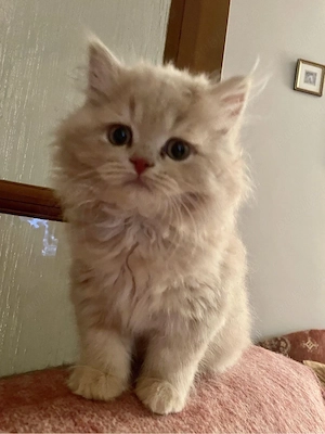 British Longhair - imagine 4