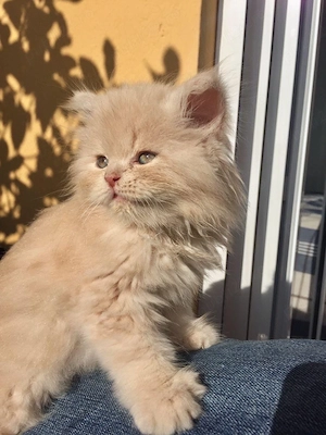 British Longhair