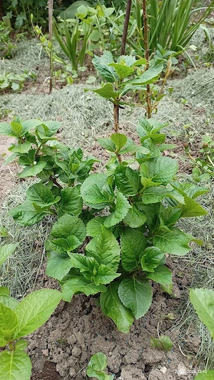 Hortensii romanesti crescute in gradina, Macrophilla roz si Anabelle