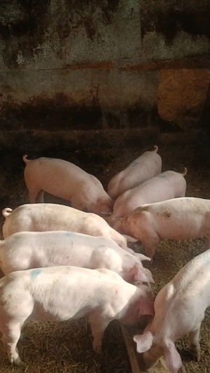 vând purcei 35 40 kg