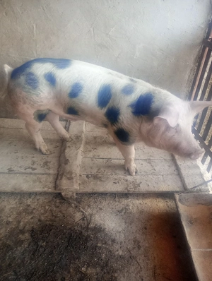 vier de vanzare 