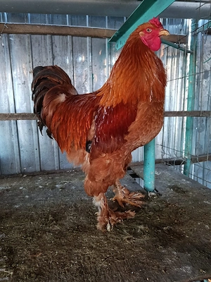 Cocoși brahma, tineret 2025. - imagine 2