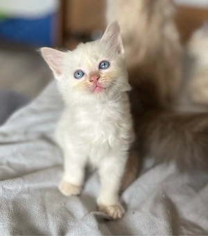 Puiuți Ragdoll 