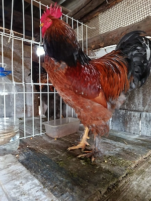Cocoși brahma, tineret 2025. - imagine 5