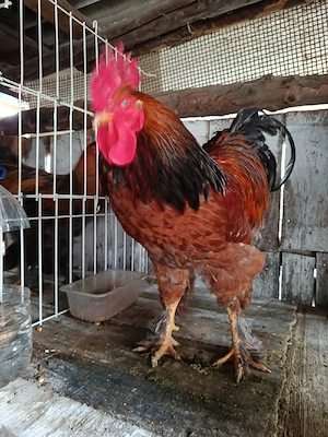 Cocoși brahma, tineret 2025.
