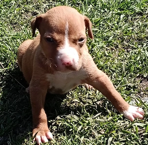 cățelușa Amstaff,de vânzare  - imagine 2