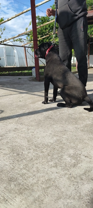 Vând cățelușa Cane Corso  - imagine 3