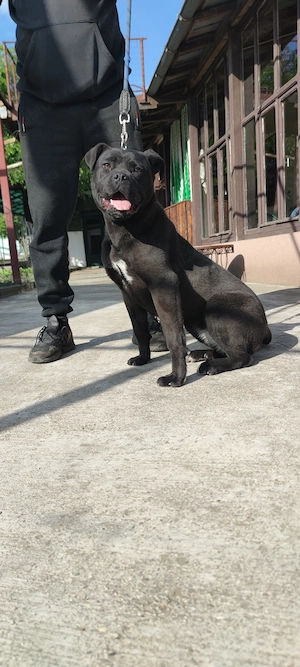 Vând cățelușa Cane Corso  - imagine 2
