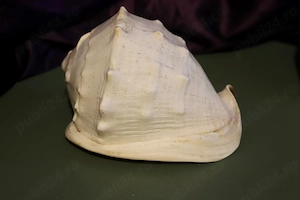 Melc de mare decorative