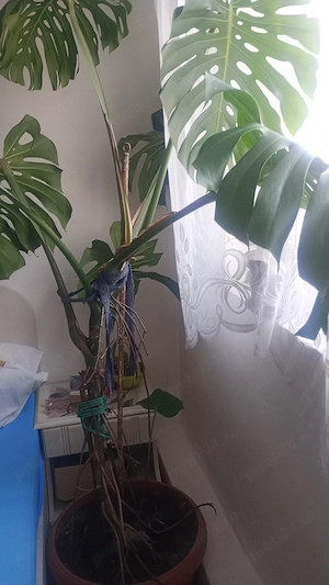 Monstera deliciosa floare.