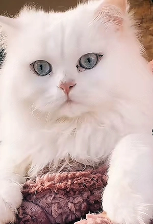 Botan british ling hair vârstă 2 ani necastrat 