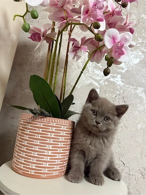 british  lila
