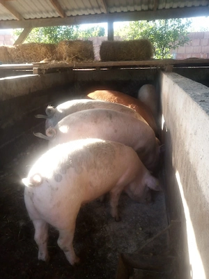 De vânzare porci