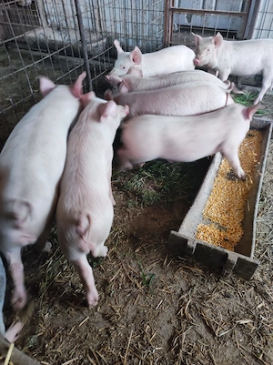 Purcei de vânzare 