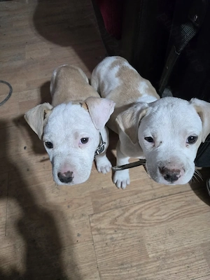 Vând  cățeluși  Amstaff 