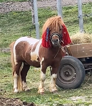ponei tărcat pentru montă