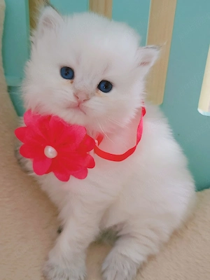 british shorthair pedigree - imagine 2