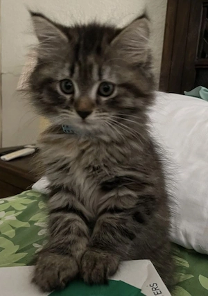 Maine Coon 