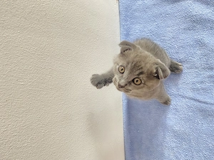 Puiuți Scottish Fold