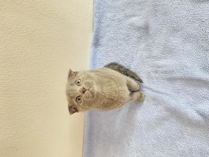Puiuți Scottish Fold - imagine 2
