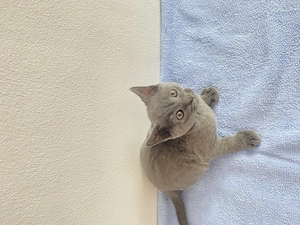 Puiuți Scottish Fold - imagine 3