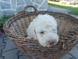 Lagotto romagnolo baiat disponibil 