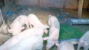 Porci de vânzare!