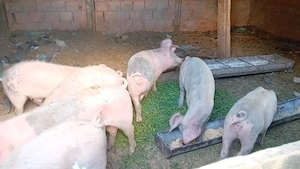 Porci de vânzare! - imagine 2