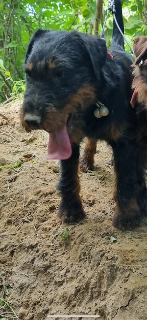 JagdTerrier Jagd terrier - imagine 4