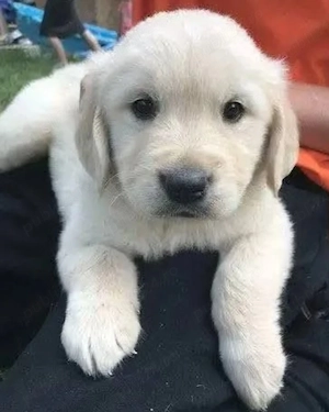 Golden retriever 