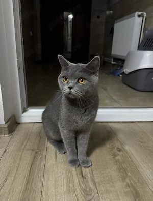 Pisicuța british short hair 