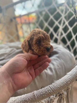 pudel red toy