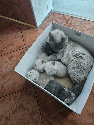 vînd pui se pisici am 5  3 ca pisica 2gri preț 600 și cei gri 300 tel   sunt de vîndut pest