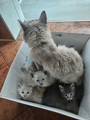 vînd pui se pisici am 5  3 ca pisica 2gri preț 600 și cei gri 300 tel   sunt de vîndut pest - imagine 3