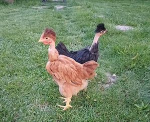 Pui motati de vanzare