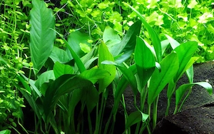 Plante acvariu pentru începători.
