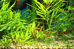 Guppy, molly, xipho ușor de întreținut - imagine 3