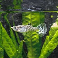Guppy, molly, xipho ușor de întreținut