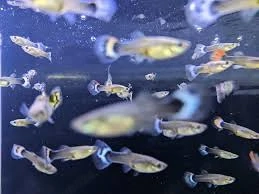 Guppy, molly, xipho ușor de întreținut - imagine 2